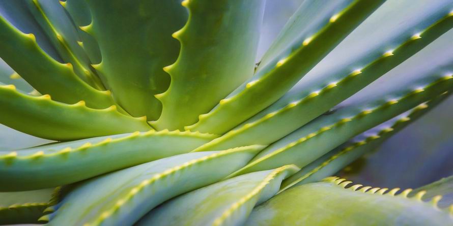 Aloe vera